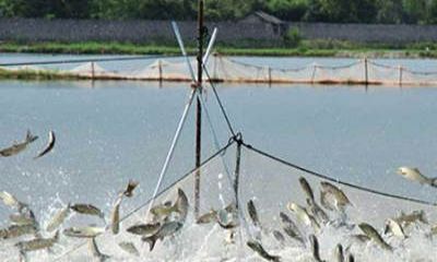 魚塘監(jiān)控安裝過(guò)程中，應(yīng)該選擇紅外攝像頭還是全彩攝像頭